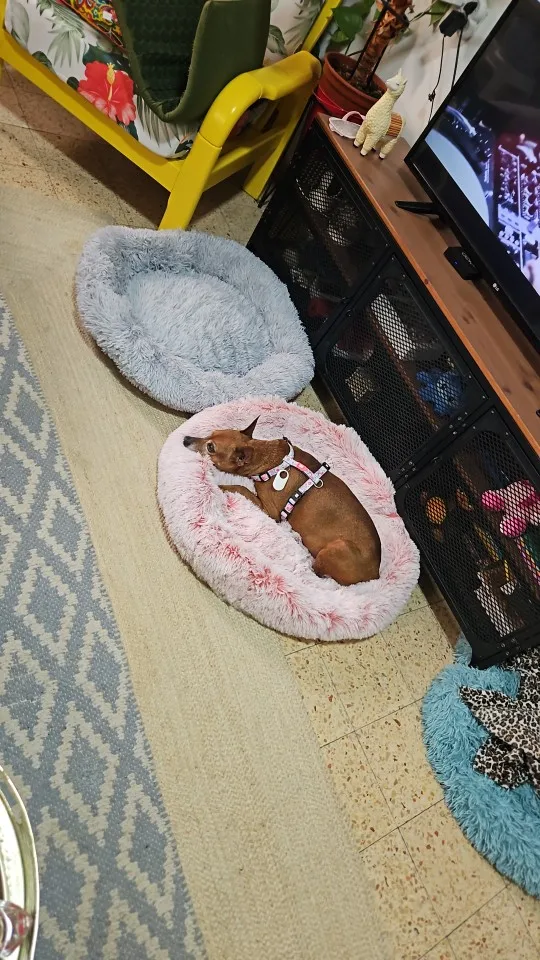 Cozy Round Pet Bed in Stylish Gradient for Large Dogs photo review