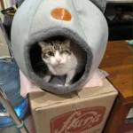 Cozy Cotton Cat Cave: Ultimate Winter Pet Bed Retreat photo review