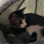 Cozy Cotton Cat Cave: Ultimate Winter Pet Bed Retreat photo review