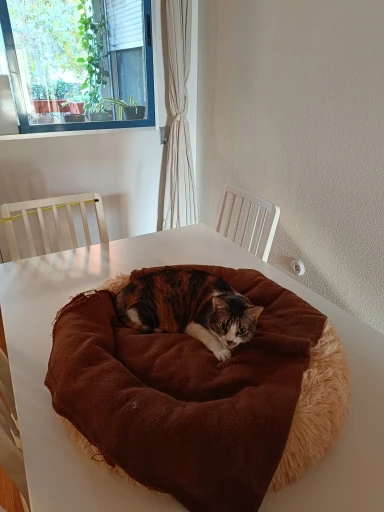 Cozy Round Pet Bed in Stylish Gradient for Large Dogs photo review