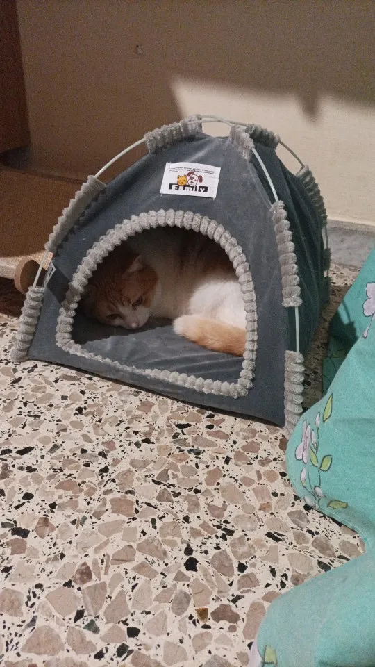 Versatile Foldable Cat Tent: Cool & Cozy All-Season Haven photo review