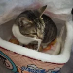 Cozy Super Large Pet Nest Bed for Dogs and Cats photo review