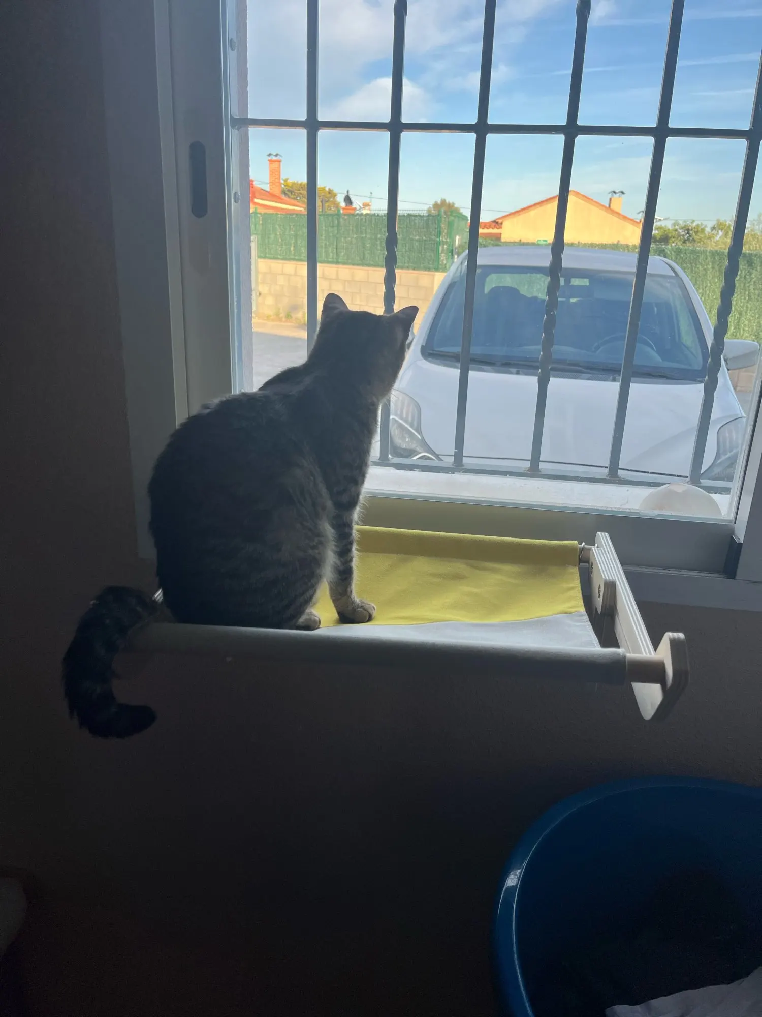 Cozy Cat Hammock with Window View & Wooden Stand photo review