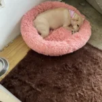 Cozy Round Plush Dog & Cat Bed for Ultimate Warmth & Style photo review