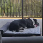 Ultimate Comfort Bolster Dog Bed for Extra Large Breeds photo review