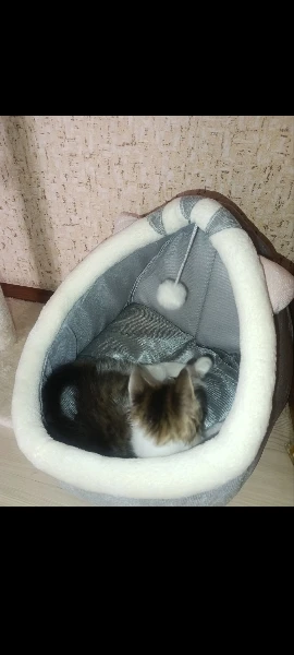 Cozy Cartoon Cat Bed: Removable, Washable, & Foldable Delight photo review