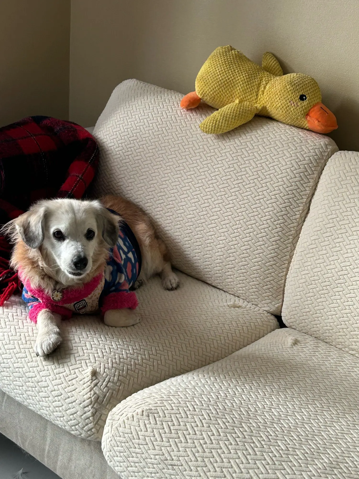 Thick Jacquard Elastic Sofa Cover - Stylish Protection for Your Couch photo review