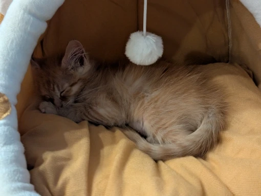 Cozy Cotton Cat Cave: Warm Pet Bed for Cats & Small Dogs photo review