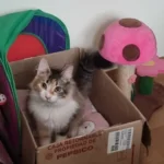 Cozy Plush Cat & Small Dog Bed Mat - Breathable & Soft photo review