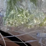 Vibrant Artificial Gypsophila Flowers for Effortless Elegance photo review