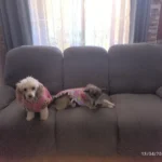 Premium Jacquard Recliner Sofa Covers - Non-Slip Comfort photo review