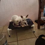 Portable Elevated Dog Bed for Camping & Travel Comfort photo review