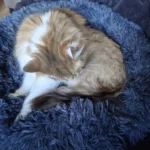 Plush Donut Cat Bed: Cozy, Washable Comfort for Pets photo review