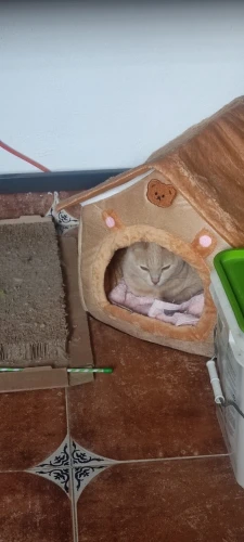 Cozy Foldable Pet House: Washable Cave for Cats & Small Dogs photo review