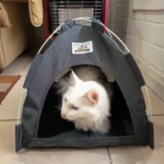 Versatile Foldable Cat Tent: Cool & Cozy All-Season Haven photo review