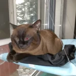 Sunny Cat Hammock Bed - Cozy Aerial Window Nest for Cats photo review