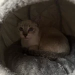 Cozy Cotton Cat Cave: Ultimate Winter Pet Bed Retreat photo review