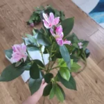 Lifelike Tropical Ficus Tree - No-Maintenance Home Decor photo review