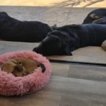 Home Plush Pet Nest Winter Cat Nest Dog Nest Warm Detachable and Washable Round Cat Nest Pet Bed Seasonal Universal Decoration photo review