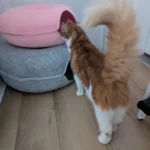 Cozy Felt Donut Cat Bed & Tunnel - Interactive Play Haven photo review