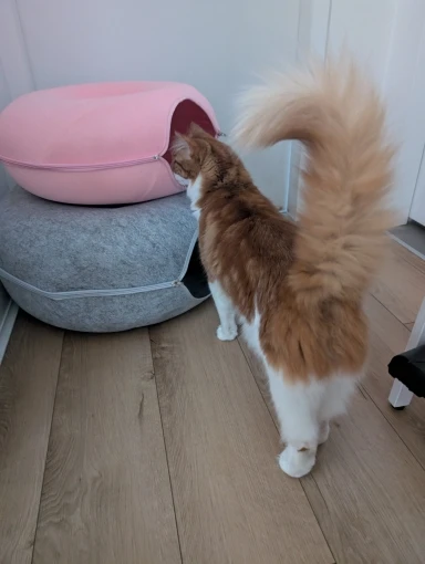 Cozy Felt Donut Cat Bed & Tunnel - Interactive Play Haven photo review