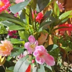 Lifelike Tropical Ficus Tree - No-Maintenance Home Decor photo review