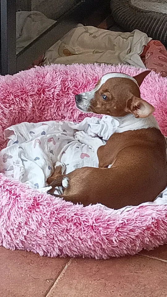 Cozy Round Pet Bed in Stylish Gradient for Large Dogs photo review