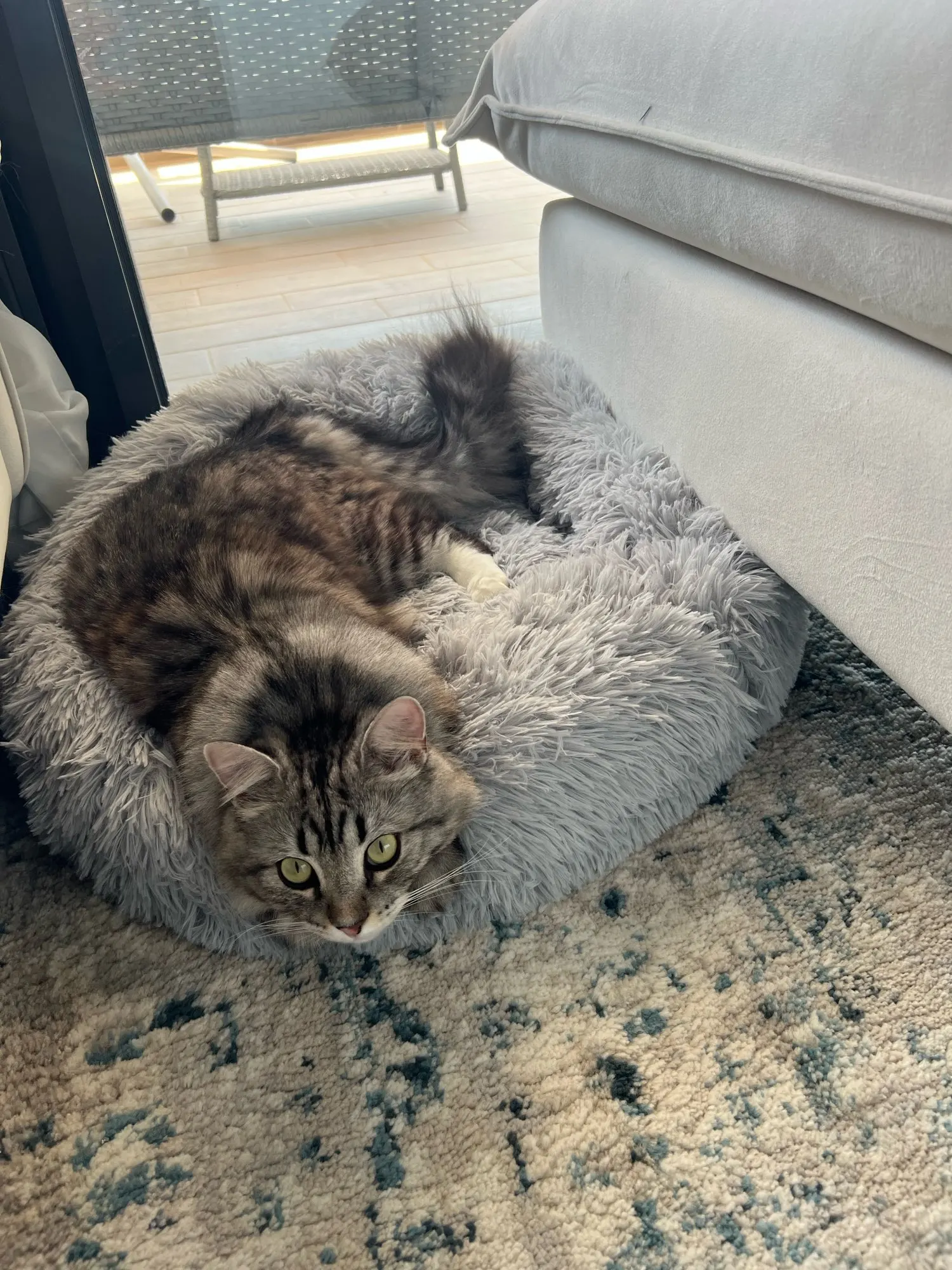 Plush Donut Cat Bed: Cozy, Washable Comfort for Pets photo review