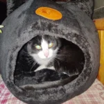 Cozy Cotton Cat Cave: Ultimate Winter Pet Bed Retreat photo review