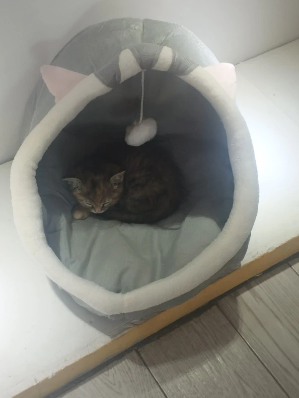 Cozy Cartoon Cat Bed: Removable, Washable, & Foldable Delight photo review