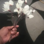 Elegant Magnolia Silk Flower Set - 5 Forks, 20 Heads for Home Decor photo review