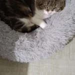 Plush Donut Cat Bed: Cozy, Washable Comfort for Pets photo review