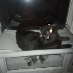 Sunny Cat Hammock Bed - Cozy Aerial Window Nest for Cats photo review