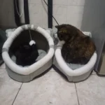 Cozy Cotton Cat Cave: Warm Pet Bed for Cats & Small Dogs photo review