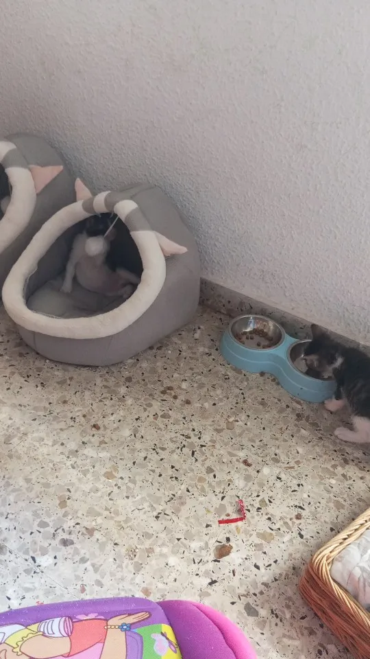 Cozy Cartoon Cat Bed: Removable, Washable, & Foldable Delight photo review