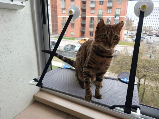 Breathable Cat Hammock with Suction Cups for Sunbathing Bliss photo review