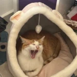 Cozy Cartoon Cat Bed: Removable, Washable, & Foldable Delight photo review
