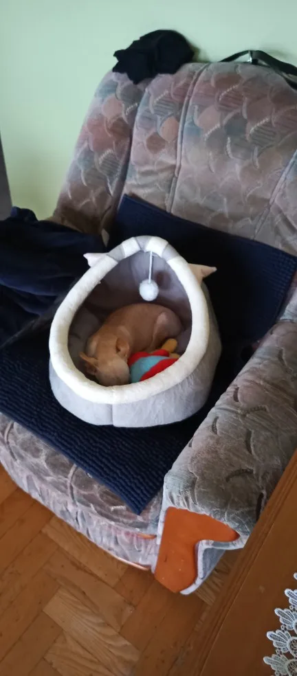 Cozy Cartoon Cat Bed: Removable, Washable, & Foldable Delight photo review