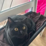 Sunny Cat Hammock Bed - Cozy Aerial Window Nest for Cats photo review