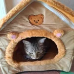 Cozy Foldable Pet House: Washable Cave for Cats & Small Dogs photo review