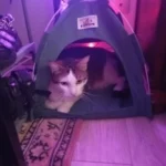 Versatile Foldable Cat Tent: Cool & Cozy All-Season Haven photo review