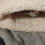 Cozy Plush Cat Sleeping Bag - Ultra Soft Travel Nest photo review