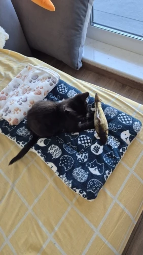 Cozy Plush Cat & Small Dog Bed Mat - Breathable & Soft photo review