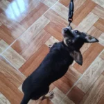 Cozy Plush Cat & Small Dog Bed Mat - Breathable & Soft photo review