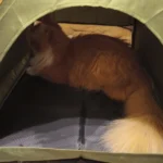 Cozy Clamshell Cat Tent Bed for Ultimate Winter Comfort photo review