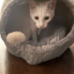 Cozy Cotton Cat Cave: Ultimate Winter Pet Bed Retreat photo review