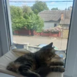 Sunny Cat Hammock Bed - Cozy Aerial Window Nest for Cats photo review