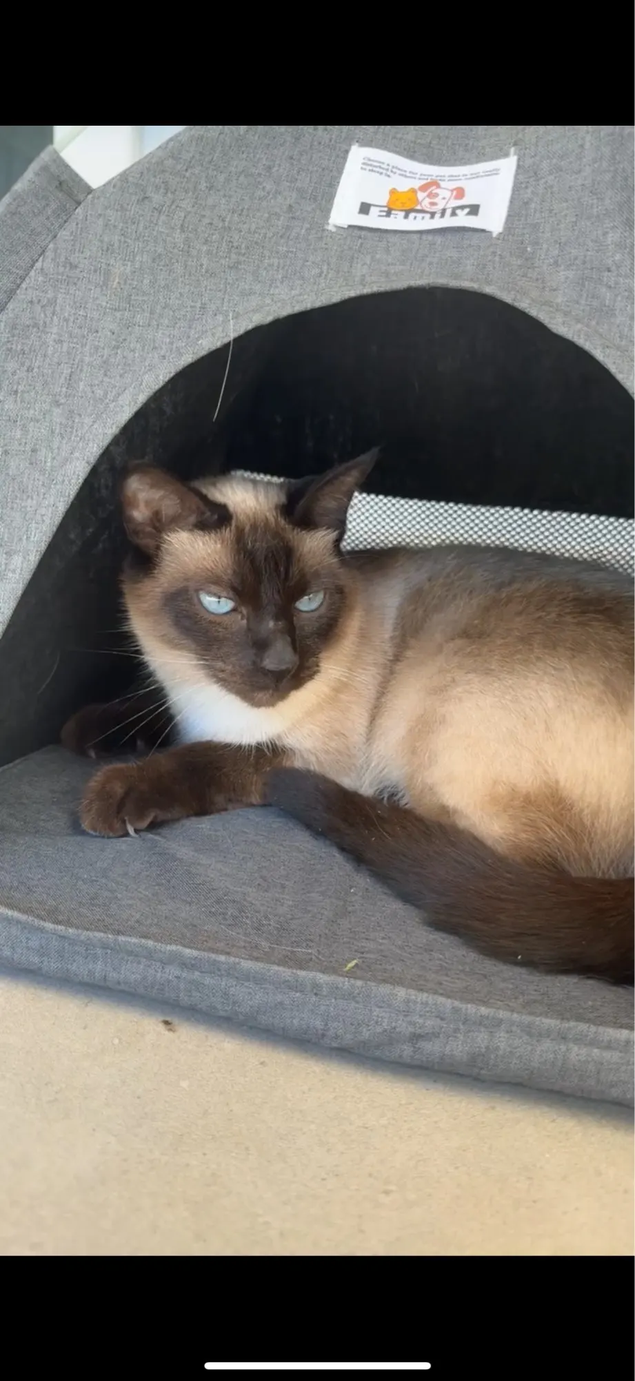 Versatile Foldable Cat Tent: Cool & Cozy All-Season Haven photo review