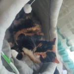 Cozy Cotton Cat Cave: Warm Pet Bed for Cats & Small Dogs photo review