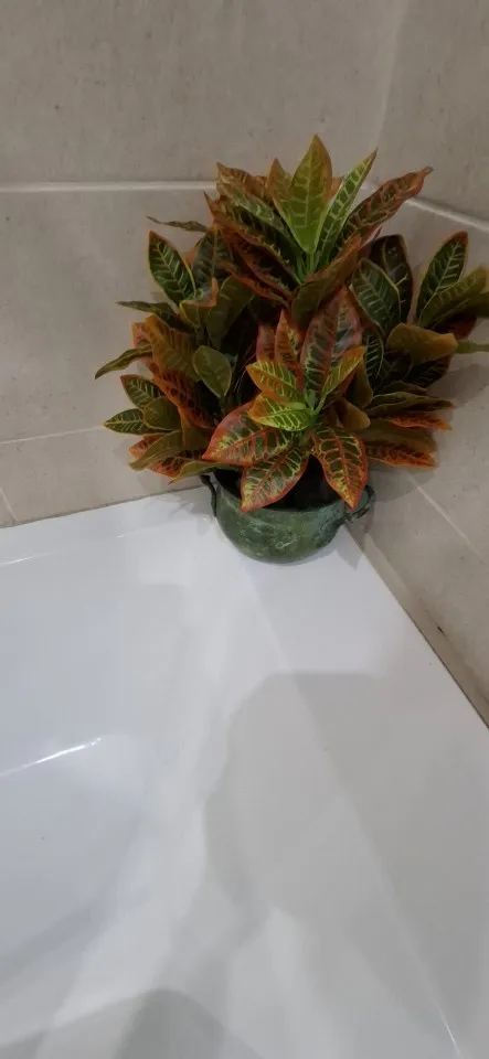 Lifelike 30 cm Tropical Banyan Tree - No-Water Greenery Delight photo review